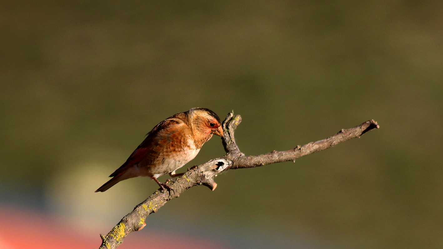 Crimson-winged Finch